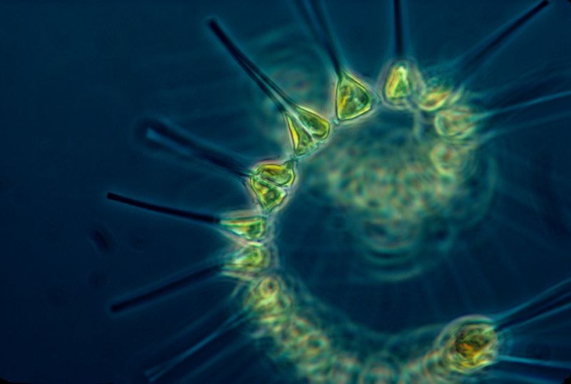 phytoplankton-1348508_960_720.jpg